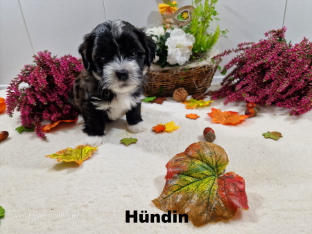 H�ndin2.2